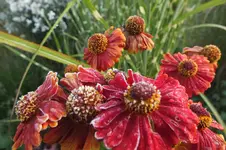 2012_0914Sommer0006.webp