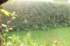 spinnennetz.webp