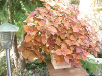 080.webp