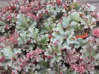 178.webp