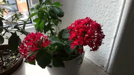 IMAG0201.webp