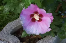 Hibiscus.webp