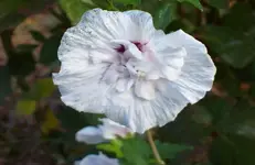 Hibiscus 1.webp