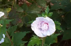 Hibiscus 2.webp