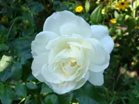 Camelia.webp