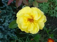 Goldina.webp