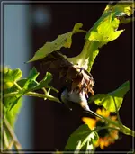 comp_DSC00061.webp