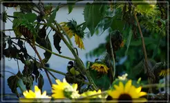 comp_DSC00058.webp