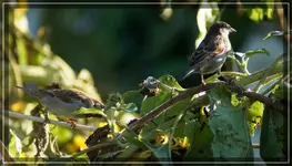 comp_DSC00064.webp
