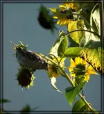 comp_DSC00066.webp