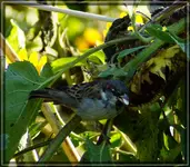 comp_DSC00080.webp