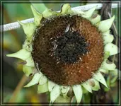 comp_DSC00039.webp