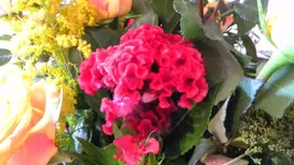 DSCN3694.webp