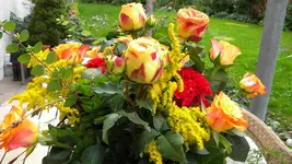 DSCN3704.webp