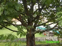 PICT0197.webp