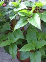 003.webp