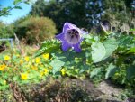 nicandra physalodes.jpg