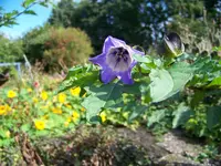 nicandra physalodes.webp