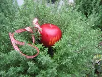 010.webp