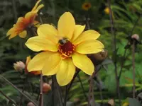 077.webp