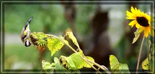 comp_DSC00086.webp
