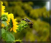 comp_DSC00098.webp