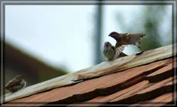 comp_DSC00107.webp