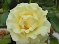 CIMG1724.webp