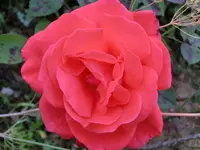 CIMG1717.webp