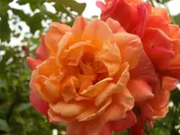 CIMG1716.webp