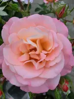 CIMG1732.webp