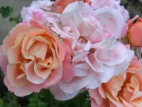 CIMG1731.webp