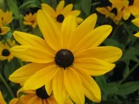 070.webp