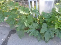 DSCF1459.webp