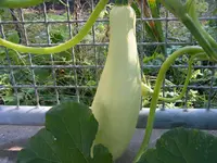 DSCF1461.webp