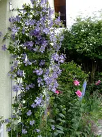 von Fuji 004.webp