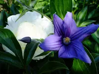 garten 2012 194.webp