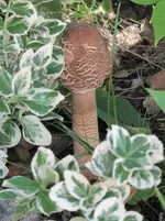 IMG_5815.webp IMG_5815.webp