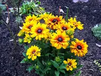 _Rudbeckia Staude.webp