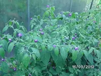 BILD0824.webp