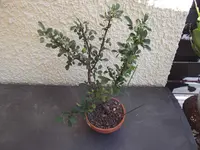 DSCF1657.webp