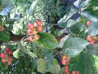 20120916_154258.webp