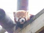 107 red panda.jpg