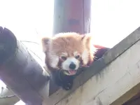 107 red panda.webp