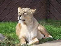 113 sonnenanbeterin.webp