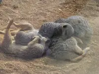 109 erdmännchen.webp