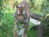 115 wow.webp