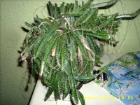 JD500002.webp