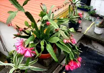 JD500613.webp