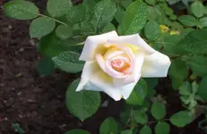Rose.webp